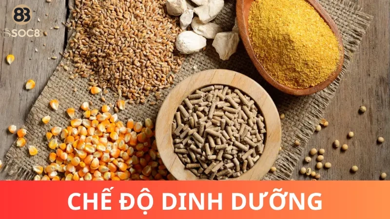 Cách nuôi gà chọi con nhanh lớn - Chế độ dinh dưỡng