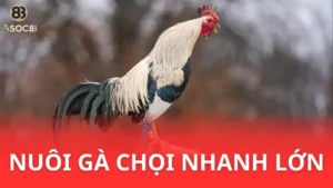 cách nuôi gà chọi con nhanh lớn