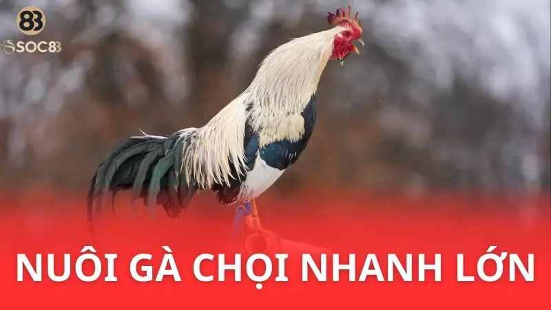 cách nuôi gà chọi con nhanh lớn