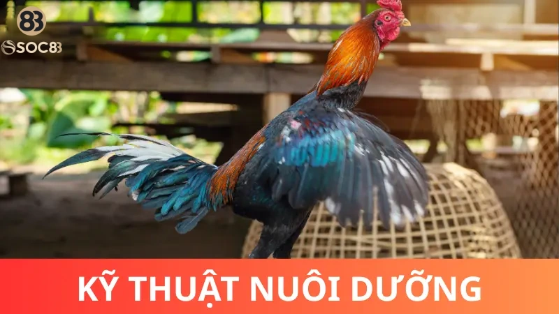 Cách nuôi gà chọi con nhanh lớn - Kỹ thuật cần thiết