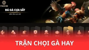 đá gà tre cựa sắt tại Soc88