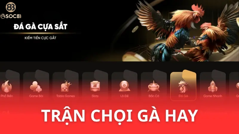 đá gà tre cựa sắt tại Soc88