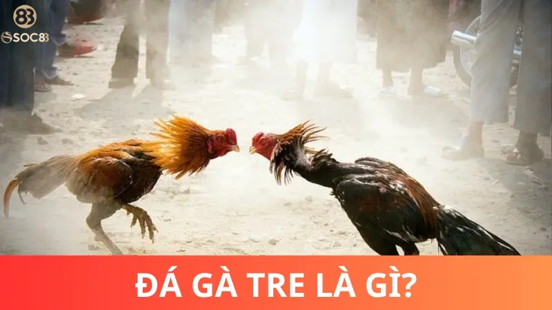 Đá gà tre cựa sắt là thể loại gì?