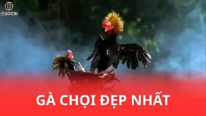 gà chọi đẹp nhất Việt Nam
