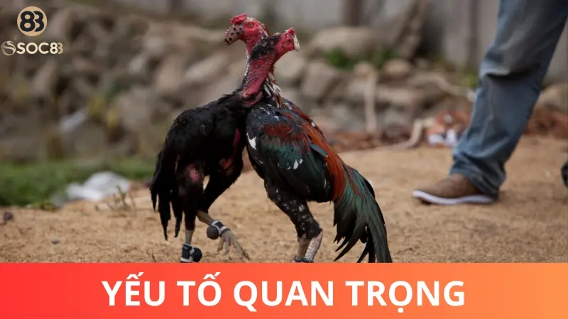 Nguyên tắc quan trọng để nuôi gà chọi lớn nhanh