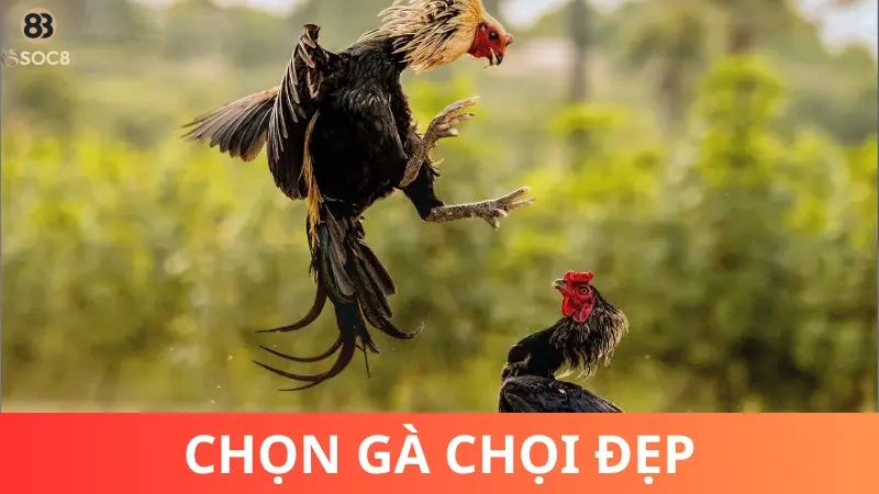 Như thế nào là gà chọi đẹp?
