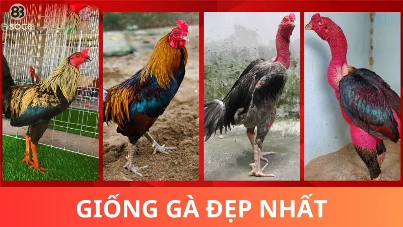 Những giống gà chọi đẹp nhất Việt Nam hiện nay
