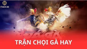 trận gà chọi hay tại Soc88