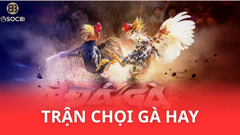 trận gà chọi hay tại Soc88