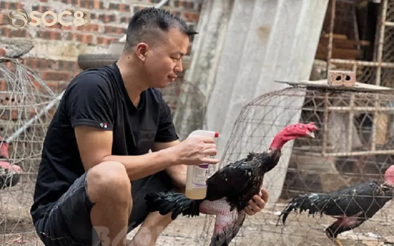 Cập nhật quy trình nuôi gà chọi 10 ngày trước khi ra độ
