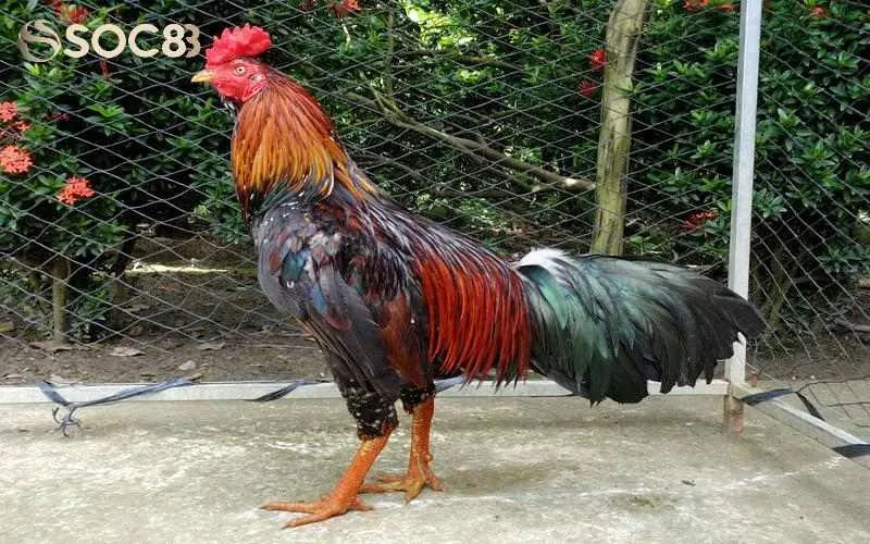 Theo dõi tình trạng chiến kê và xử lý nếu có vấn đề