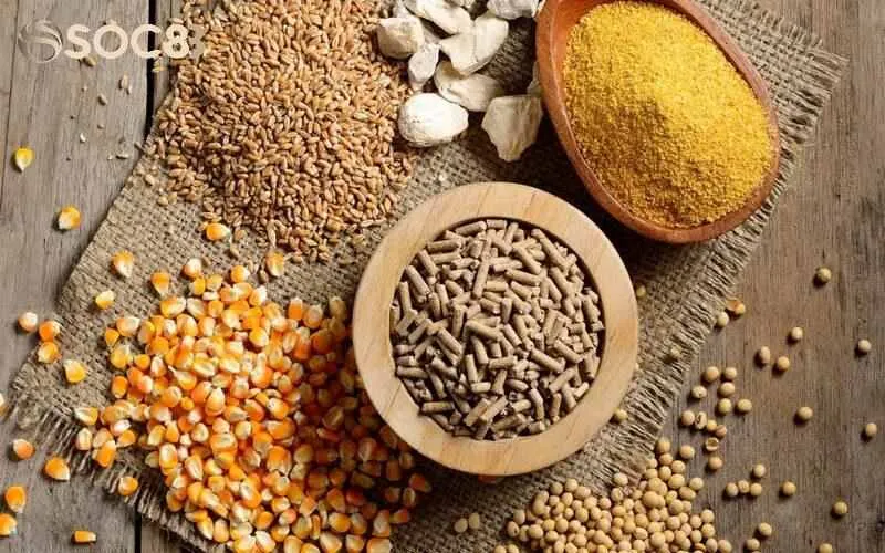 Thực đơn cho chiến kê ăn hằng ngày phải đủ chất