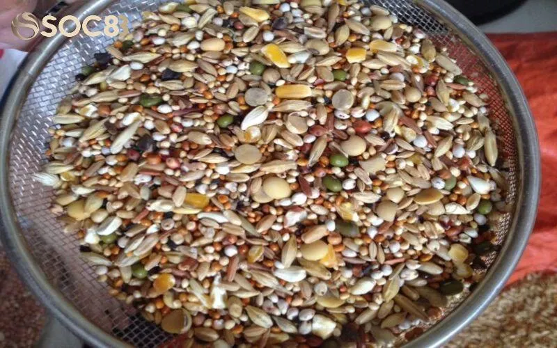 Trước ngày ra sân nên bổ sung dinh dưỡng, ăn dễ tiêu