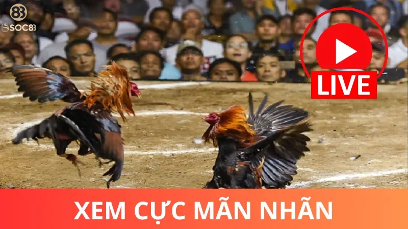 Vì sao đá gà tre cựa sắt trực tuyến được yêu thích?